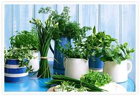 Using herbs for healing