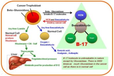 Laetrile / Vitamin B17/ /Apricot Kernels ⁄ Cancer ~ Healing With ...